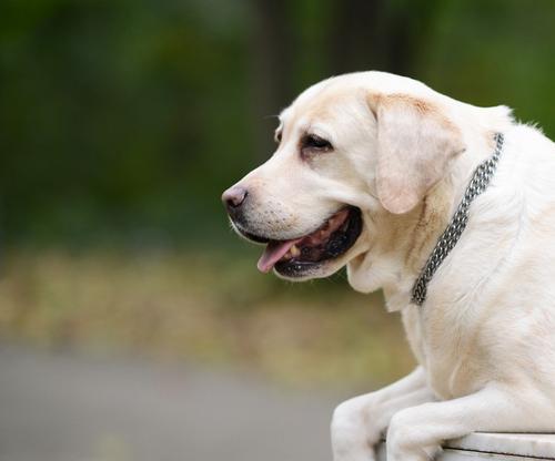 包头拉布拉多猎犬的魅力（探究包头拉布拉多猎犬的品种特征与养护技巧）