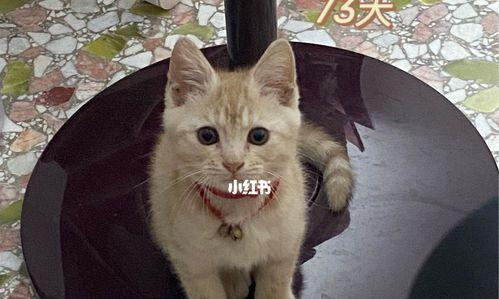 宝宝被猫吓到了怎么办？（宠物与婴幼儿相处的小心得）