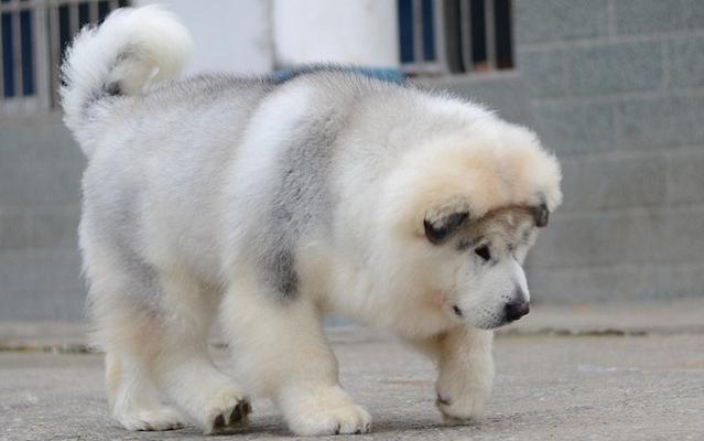 北极阿拉斯加犬的饮食习惯（探究北极阿拉斯加犬为什么喜欢吃鱼）