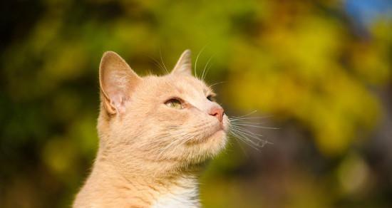 小心被猫咪咬出血，这些食物禁止上菜！（宠物主人必读的禁食指南，保护你的猫咪不受伤害！）