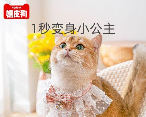 小猫“误杀”主人，引发宠物安全警示（当宠物成为危险源，我们该如何防范？）