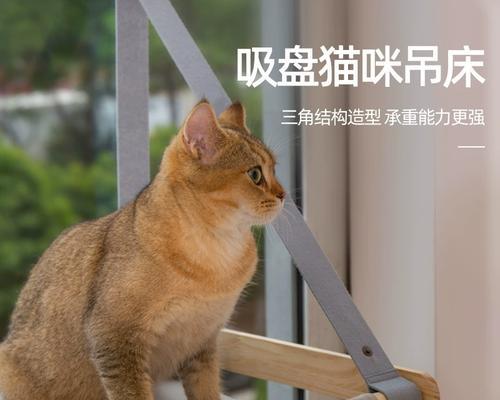 小猫“误杀”主人，引发宠物安全警示（当宠物成为危险源，我们该如何防范？）