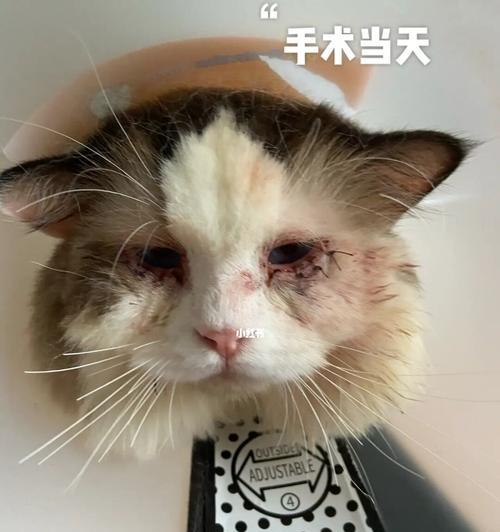 小猫抓破了宠物表皮，如何处理？（宠物皮肤护理、伤口处理、预防措施）