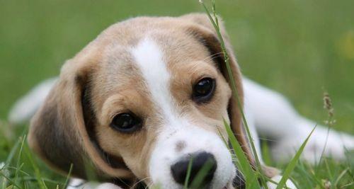 比格犬为什么不吃狗粮？（探究比格犬不吃狗粮的原因和解决方法）