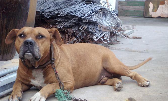 比特犬产仔周期详解（以宠物为主，了解比特犬多少天生产一窝幼崽）