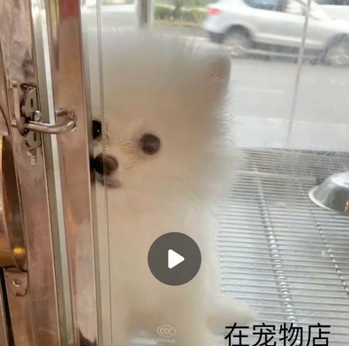 宠物狂犬疫苗时间表！（以博美多大打狂犬疫苗好？）