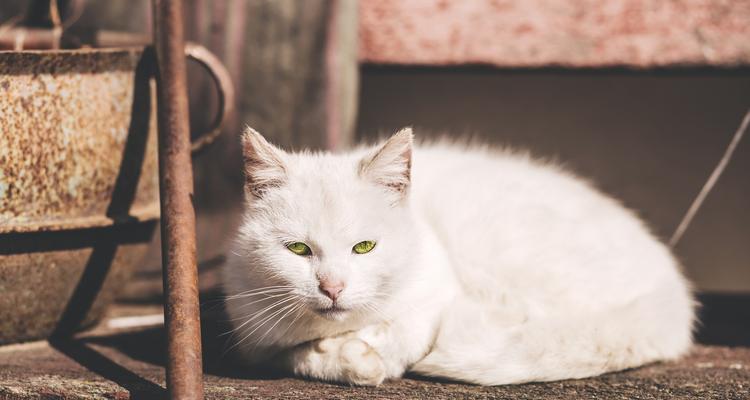 猫咪的丑陋和难听叫声（宠物猫的外表美丑对主人情感的影响及如何改善）