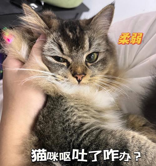 猫咪进食呕吐的原因与应对方法（从宠物保健）