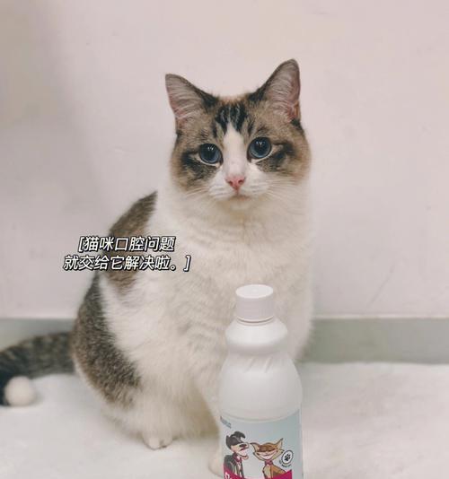 猫咪吃胶带的危害及应对方法（宠物爱好者必读）