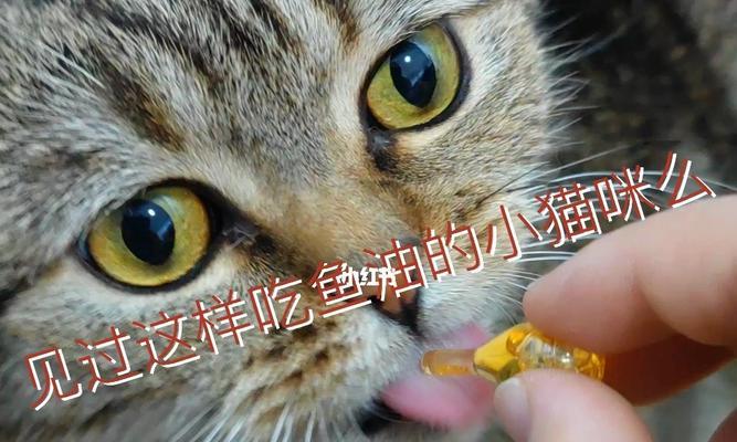 宠物猫误食小东西怎么办（小心谨慎）