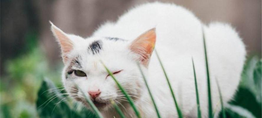 宠物猫如何正确食用猫草（从挑选到种植）