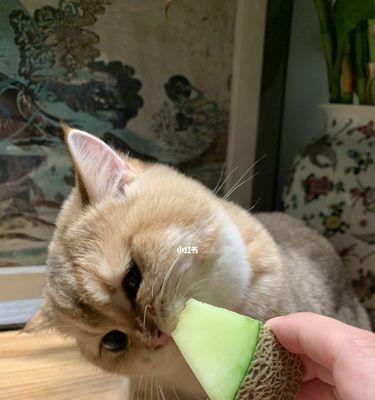 猫咪饮食的注意事项（以生牛肉为例）