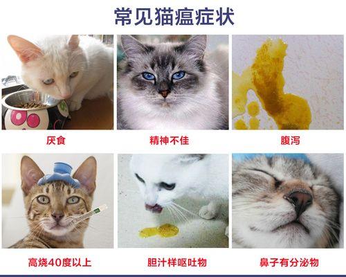 猫咪吃吐黄色条状物体该如何处理（宠物健康问题需引起重视）