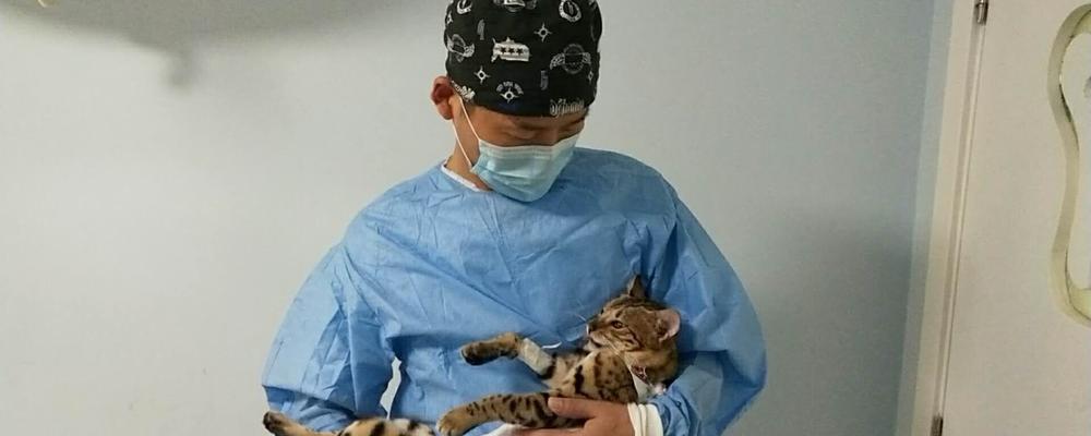 猫咪打完针后走不稳怎么办（探究猫咪打完疫苗后出现走路不稳的原因及解决方法）