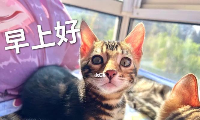 猫咪的打招呼声音在线，让你更懂TA（探秘猫咪的打招呼方式）