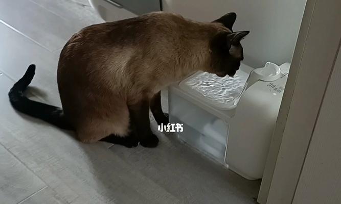 如何帮助宠物猫咪顺畅排便（解决猫咪大便不畅的10个方法）