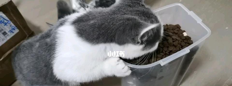 猫咪大便颜色黄但成型（了解猫咪大便颜色对照表）