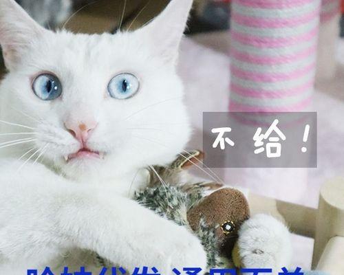 猫咪大便半软半硬，如何应对（宠物健康的必备知识）