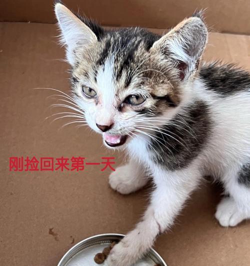 揭秘猫咪大腿内侧突出骨头，掌握宠物健康关键（发现问题及时处理）