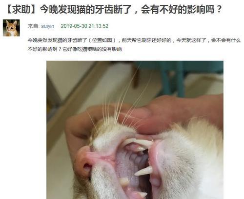 猫咪大牙断了一半，主人该怎么办（以宠物为主）