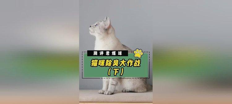 宠物狂欢，猫咪大作战台湾（猫咪大作战广告亮相）