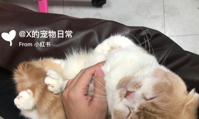 猫咪出门一天，究竟有多忙（探索猫咪出门的生活）