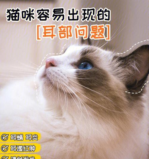 猫咪带回家后需要洗耳朵吗（以宠物为主）