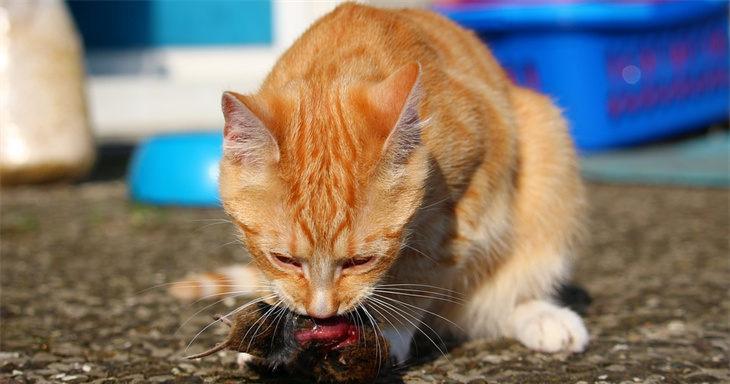 帮助胆小的猫咪适应周围环境（让你的宠物猫咪变得勇敢和自信）