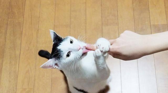 猫咪胆子大，主人都敢惹（揭秘猫咪胆子大的原因与应对策略）