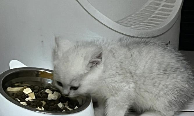 新环境下宠物猫咪为什么不吃饭（探究猫咪换环境后不适应食物的原因）