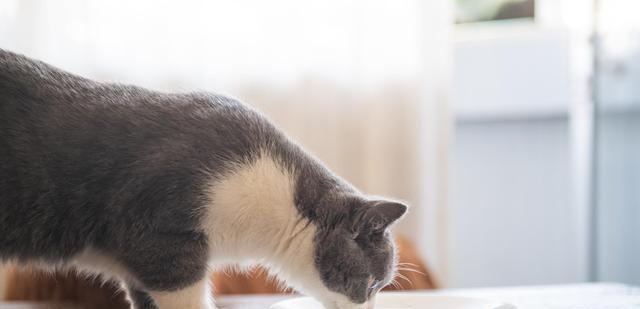 猫咪为何到夏天不吃饭（探究宠物猫咪夏季饮食习惯的变化）