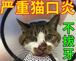 猫咪口腔溃疡的成因及预防方法（了解猫咪口腔溃疡）