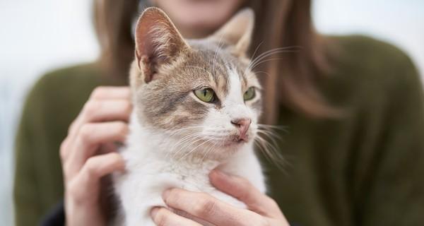 宠物猫得了肺炎，如何护理（宠物猫肺炎防治方法）