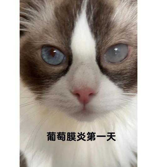 猫咪得了猫鳞（宠物猫鳞的原因、症状、治疗方法全解析）