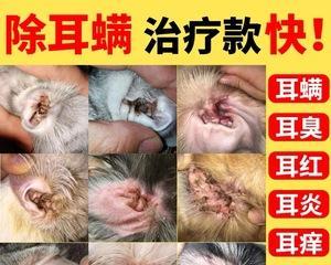 宠物猫的中耳炎防治（以科学的方法治疗您的宠物）