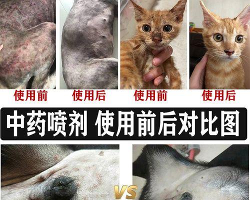 治疗宠物猫咪得螨虫的药物（以猫咪得螨虫为题）