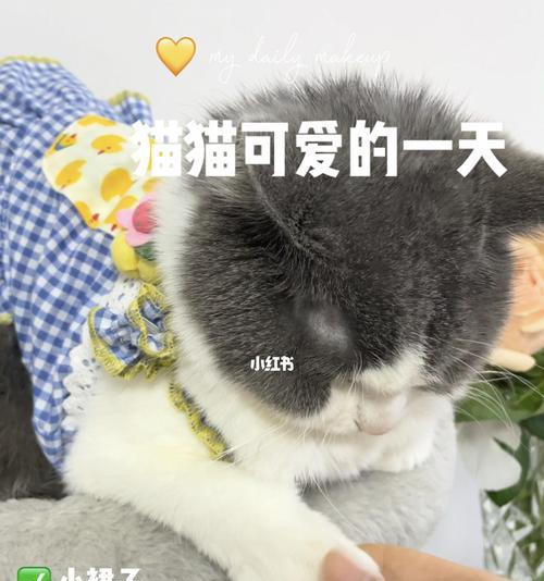 如何让你的猫咪主动触发被动？