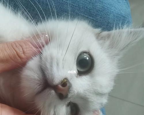 宠物猫咪鼻子肿了，怎么办（猫咪鼻子肿起来可能是因为以下几种原因）