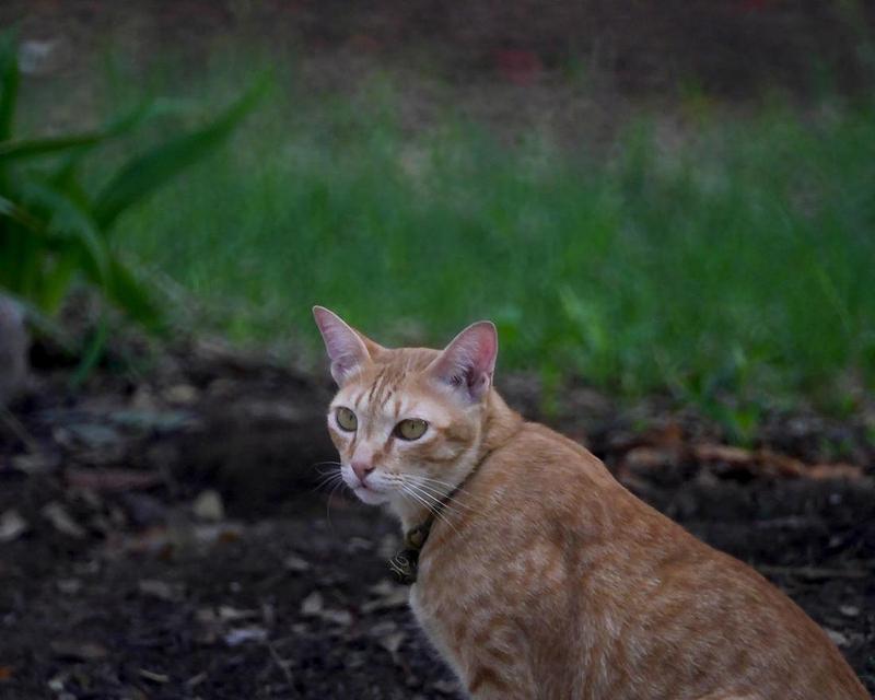 咖色猫脚印——宠物猫咪脚掌的魅力（探寻猫咪脚掌的神秘面纱）