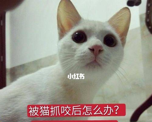 猫咪狂犬疫苗（猫咪的狂犬疫苗）