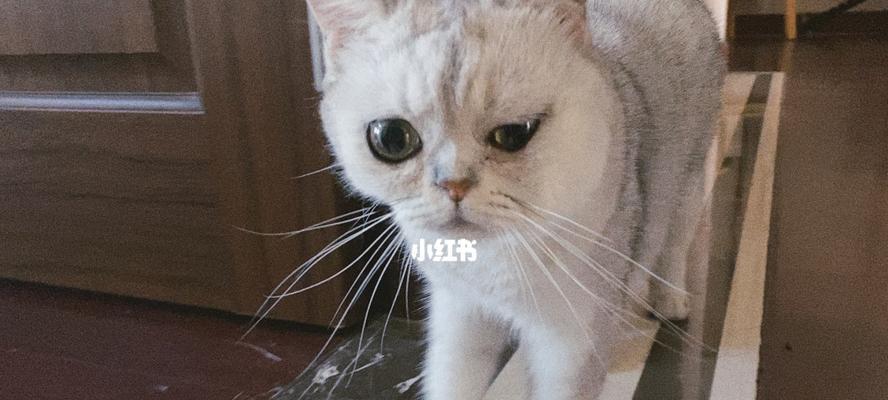 猫咪脸肿怎么办（教你如何帮助宠物缓解脸部肿胀）