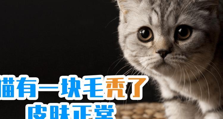 猫咪毛发失落之谜（一只可爱的宠物遭遇神秘的毛发问题）