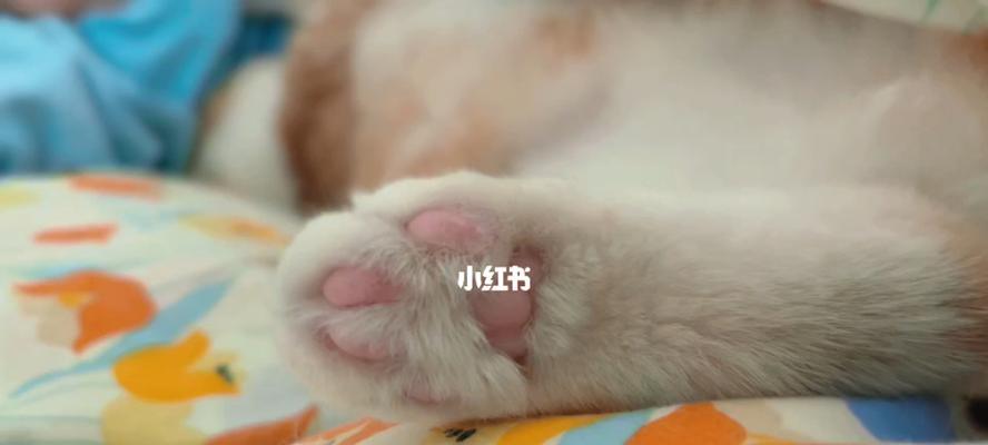 揭秘猫咪肉垫的可爱之谜（从宠物角度解析猫咪肉垫的魅力）