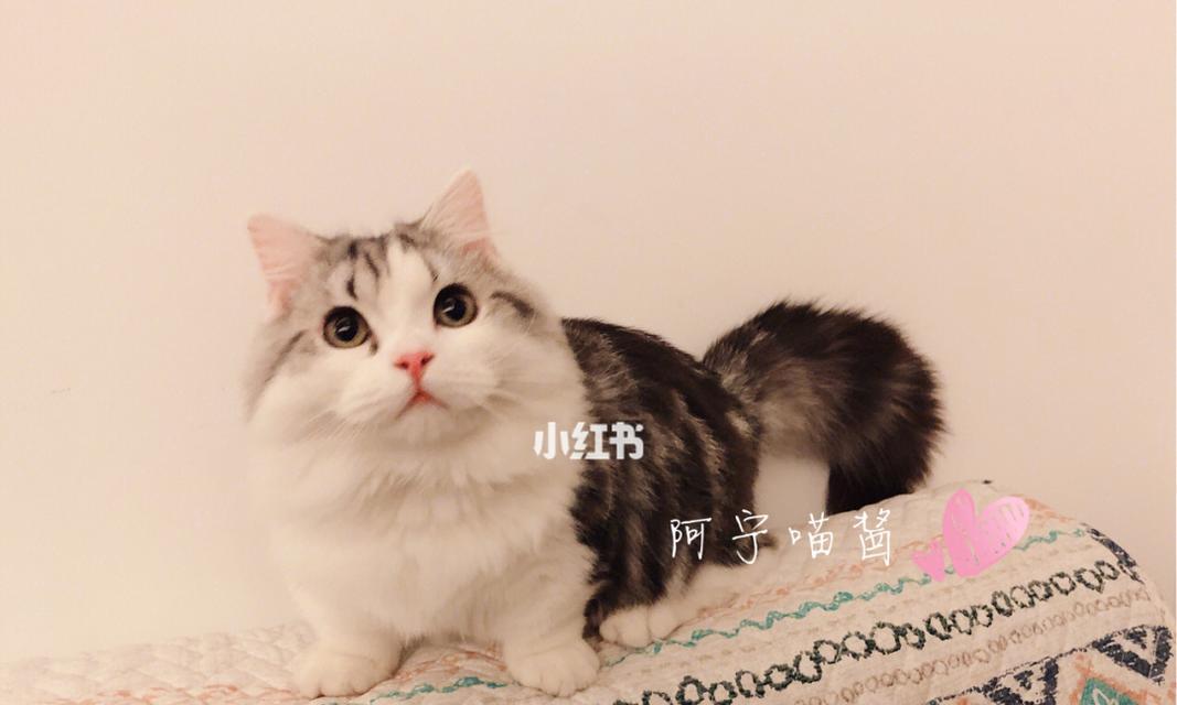 猫咪声音变小的原因及应对方法（探究宠物猫咪声音变小的原因）