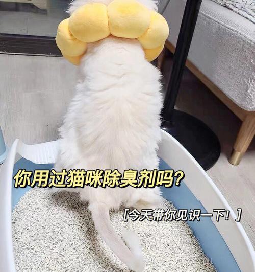 如何清洗猫咪的小便（掌握这些技巧）