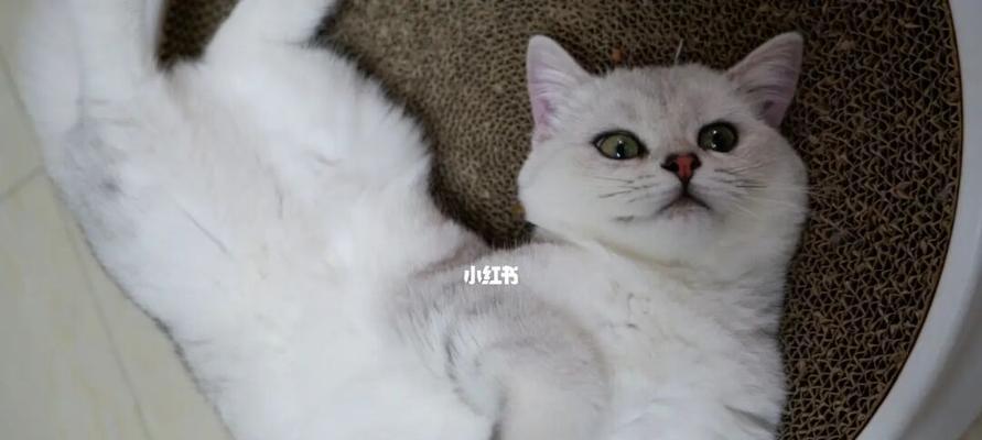 猫咪滴大宠爱（探究猫咪为什么要舔人）