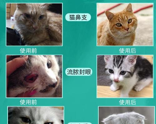 如何给宠物猫正确使用眼药水（掌握正确使用方法）