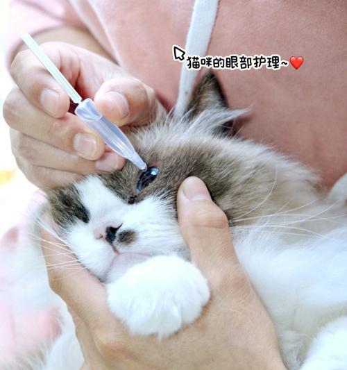 如何正确给宠物猫咪滴眼药水（以猫咪滴眼药水一次几滴为例）