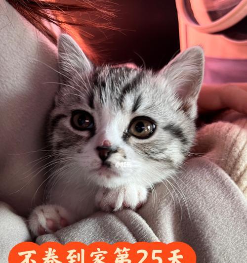 猫咪初次体检的重要性（宠物保健的必要措施及体检时间安排）