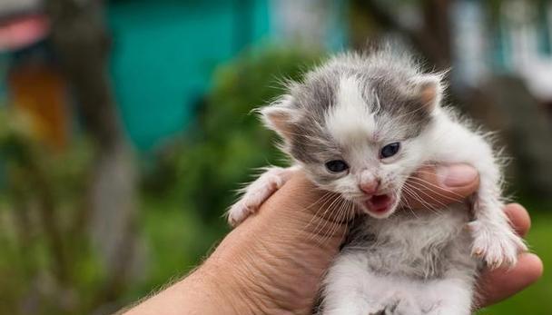 新家初体验——猫咪的内心独白（宠物生活的转变与适应）